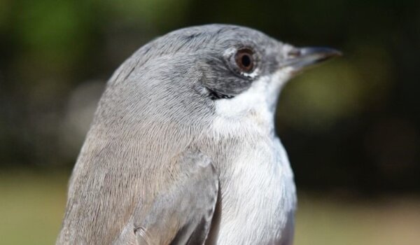 Tradicionalni ornitološki kamp u PP Učka