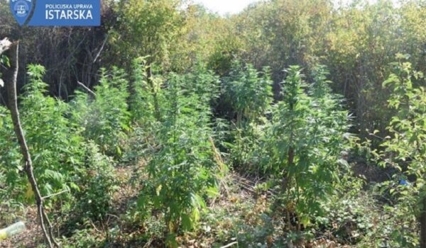 Plantaža indijske konoplje kod Bašanije: Uhvaćen pri zalijevanju