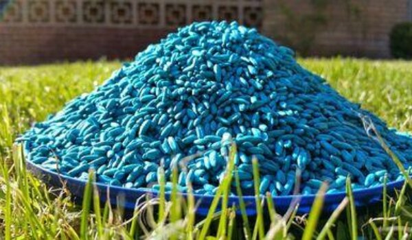 Deratizacija kreće sredinom listopada