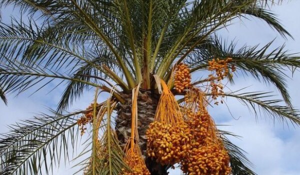 Poreč: Ovaj tjedan radovi na zaštiti ukrasnog bilja