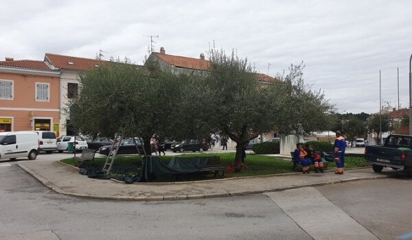 Gradska sličica: Berba maslina na Cimarelu