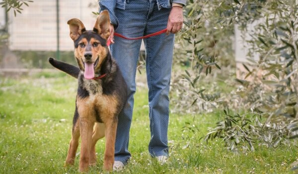 REPORTAŽA: Porečko sklonište za životinje ove godine udomilo stotinu psića