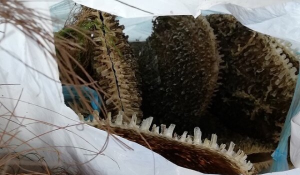 Jutros u centru grada: Zaštićene periske odbačene u vrećici kraj kontejnera