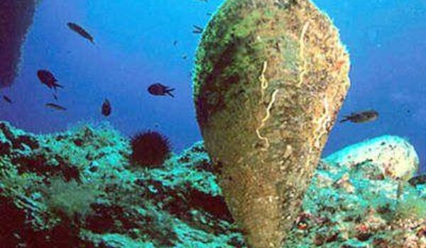 Periske odumiru širom Mediterana: Masovni pomor se širi i prema Istri, rješenja za sada nema