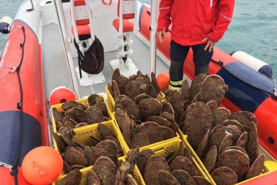 Spašavanje periski (Foto: TV Istra)