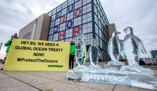 Populacija pingvina drastično smanjena, Greenpeace za Sporazum o svjetskim morima