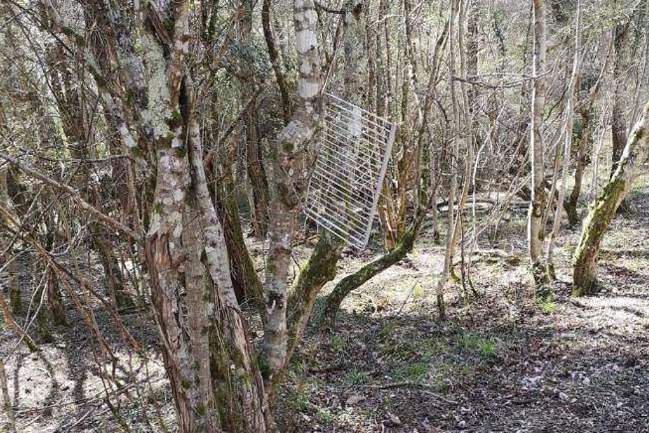 Rešetka obješena o granje