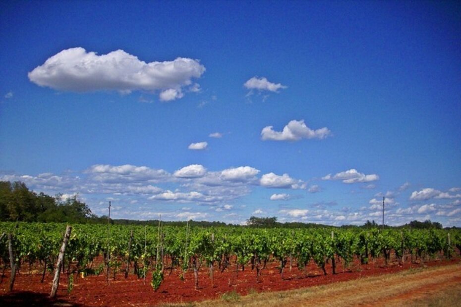 Vinograd na umaškom području (Pixabay)