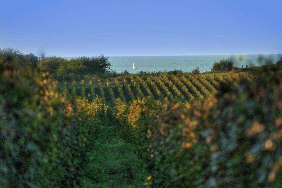 Ilustracija (novigrad.hr)