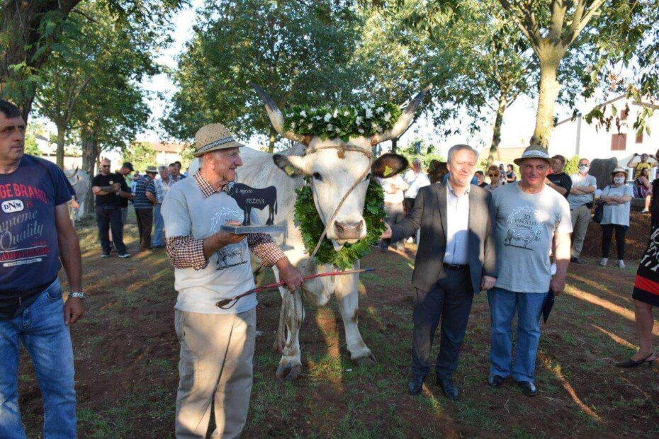 Sarožin - najljepši i najteži vol na jubilarnoj tridesetoj Jakovlji