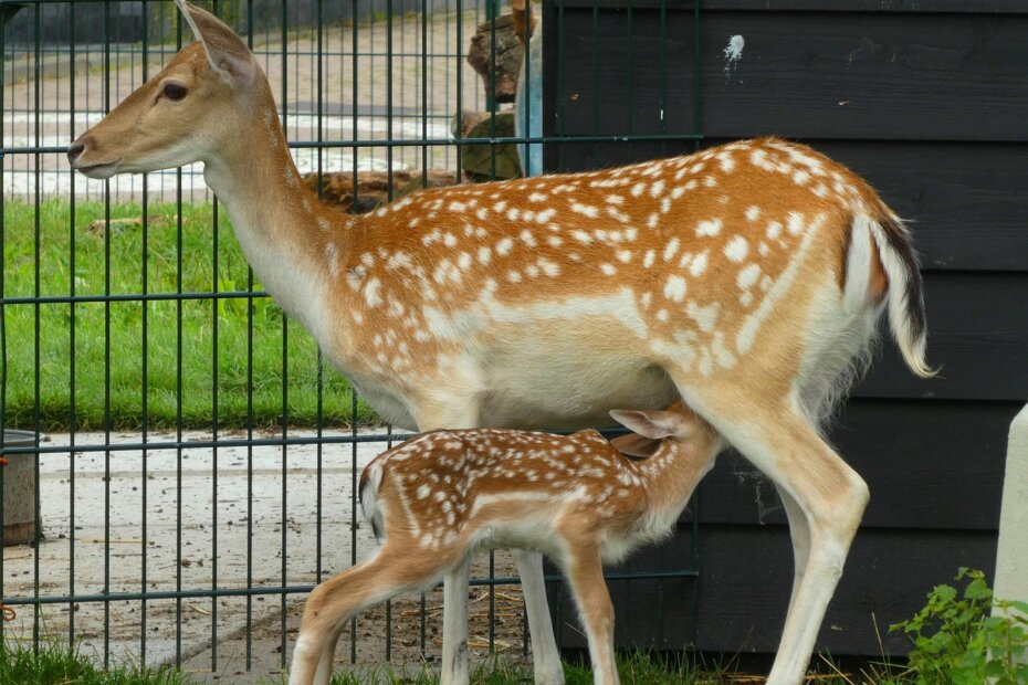 Ilustracija (Pixabay)