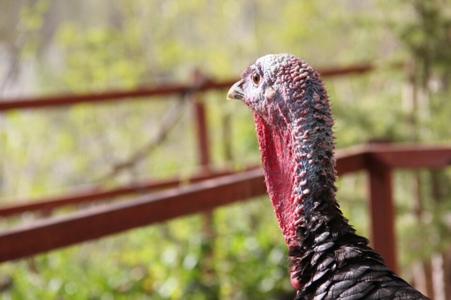 Influenca ptica potvrđena na farmi tovnih purana na području Koprivničko - križevačke županije. Ilustracija: Pixabay