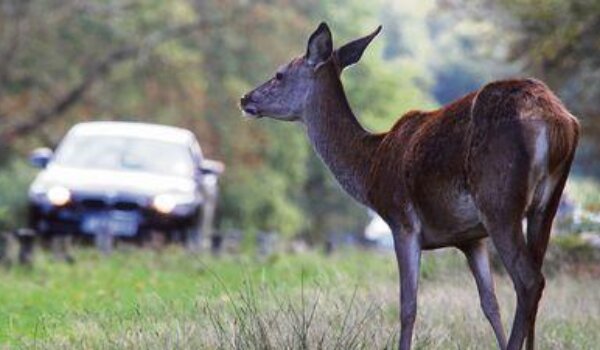 Jučer četiri naleta na životinje na istarskim cestama