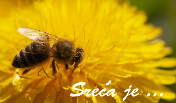 Porečki Lionsi organiziraju likovni natječaj za učenike srednjih i osnovnih škola