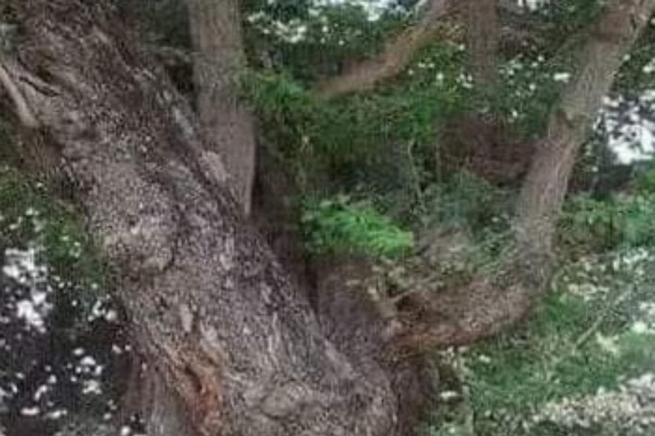 Foto: Bioistra Poreč