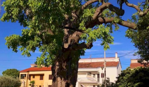 Uređena stoljetna ladonja, simbol naselja Červar