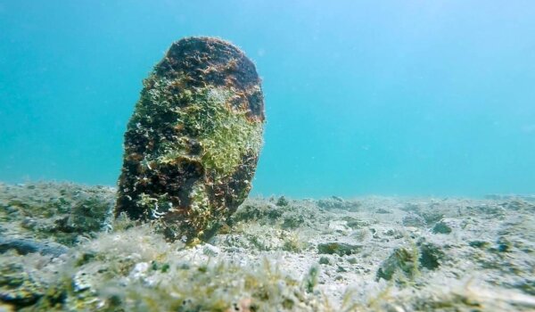 Kod Medulina pronađene dvije žive periske