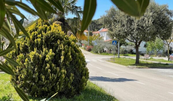 Poreč: Od ponedjeljka se kreće s radovima zaštite ukrasnog bilja