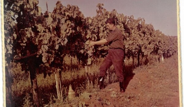 Novigrad: Predstavljena knjiga o lokalnim običajima vezanim uz obradu vinograda