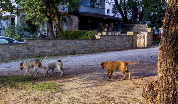 Poreč: Psi lutalice ponovno u Naselju Bolnica