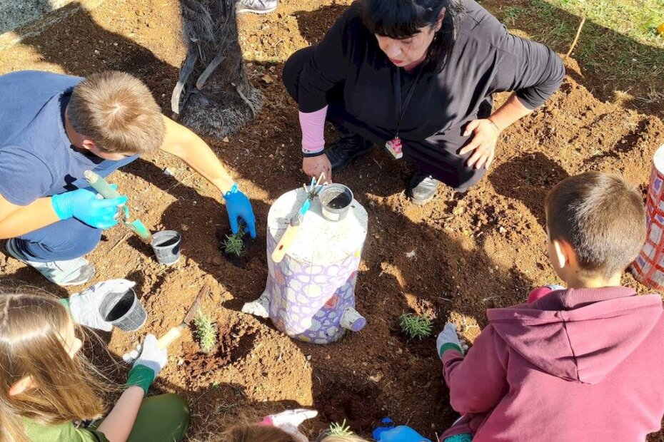 Sadnja presadnica ružmarina