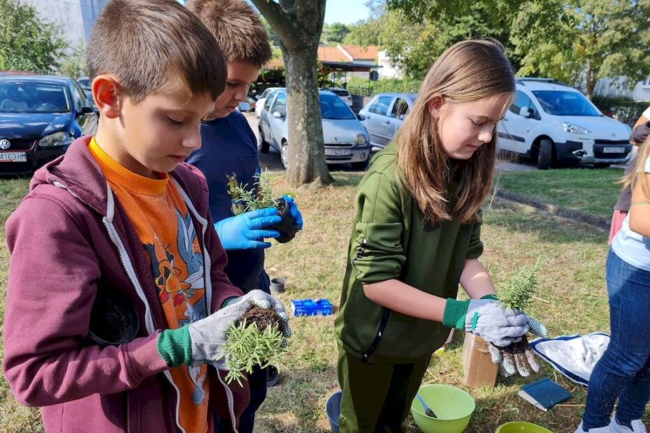 Djeca su vješto pripremala ružmarin za sadnju