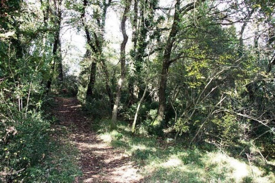 Ilustracija (PU istarska)