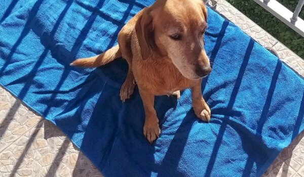 Izgubio se Rocky, jeste li ga vidjeli? PRONAĐEN!