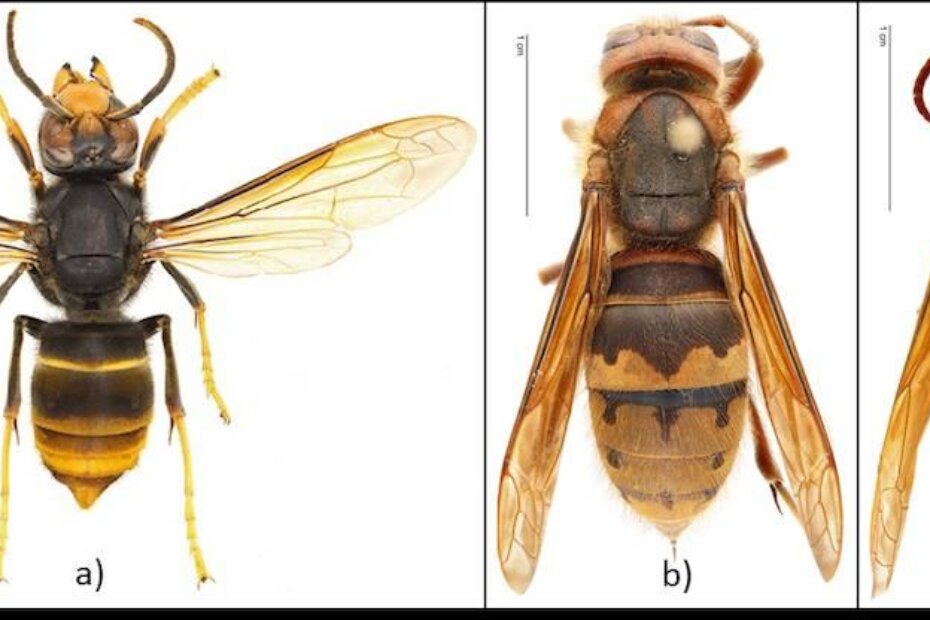 Azijski žutonogi stršljen (Vespa velutina nigrithorax), b) europski stršljen (Vespa crabro), c) orijentalni stršljen (Vespa orientalis)