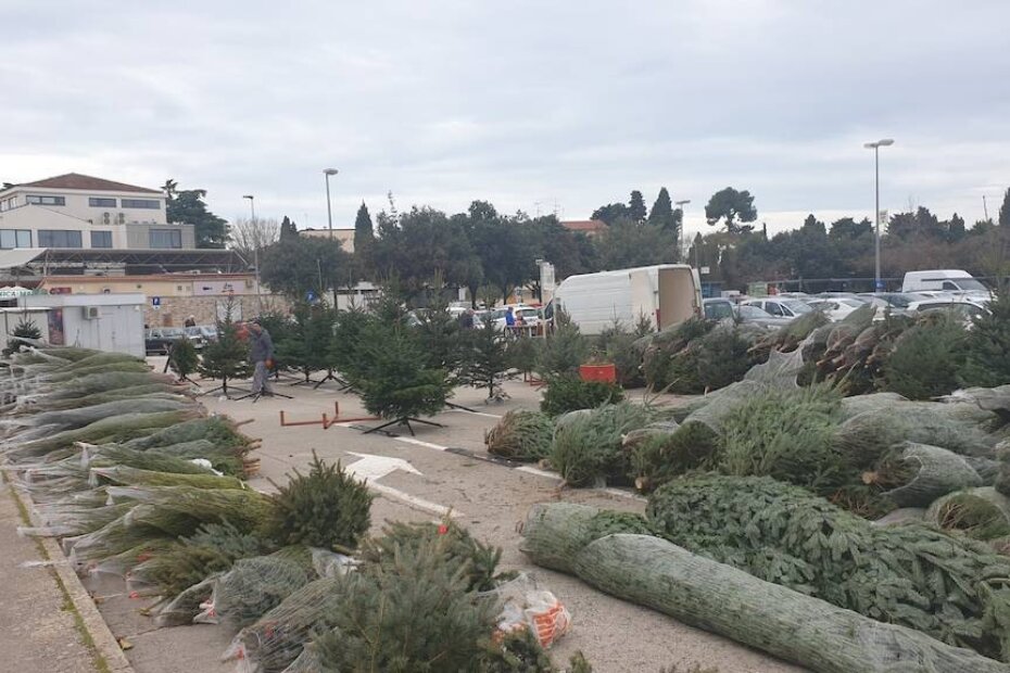 Božićna drvca po svačijem ukusu