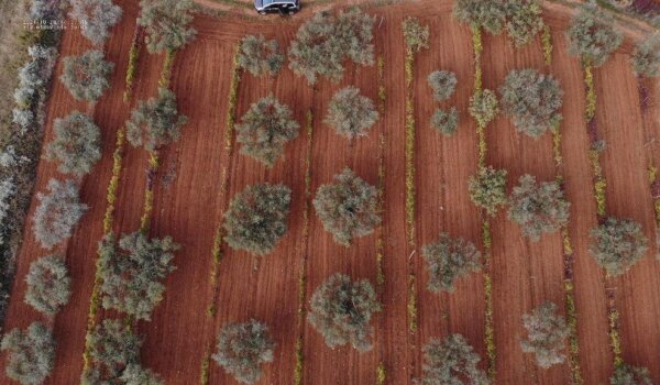 Nova priča o starim maslinama Brtonigle: Projekt istraživanja biološke raznolikosti
