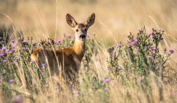 U Istarskoj županiji u posljednja 24 sata četiri naleta na divljač