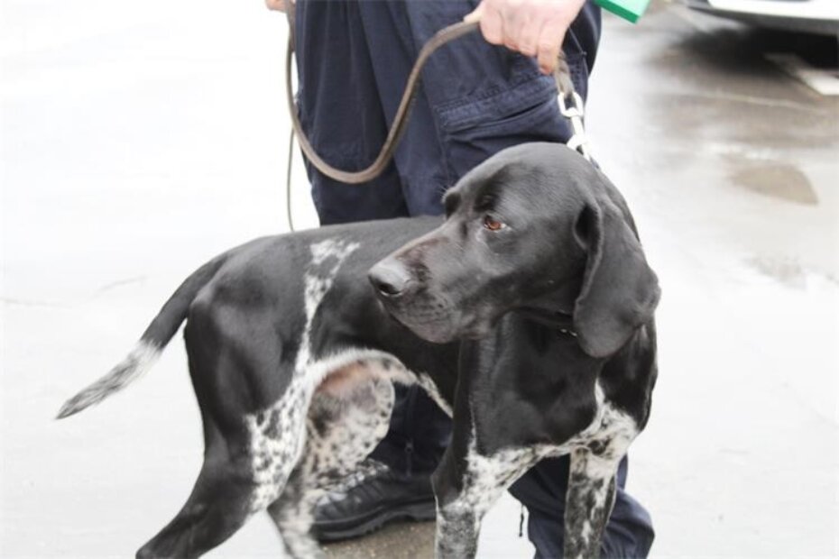 Ispravno držanje psa (Ilustracija, PU Istarska)