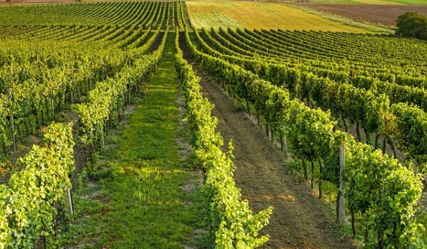 „Novi izazovi i prilike za održivi razvoj vinogradarstva i vinarstva u Istri“