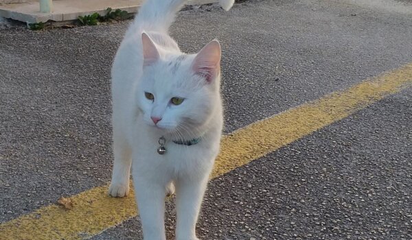 Bijela maca lutala kod Gradskog društva Crvenog križa