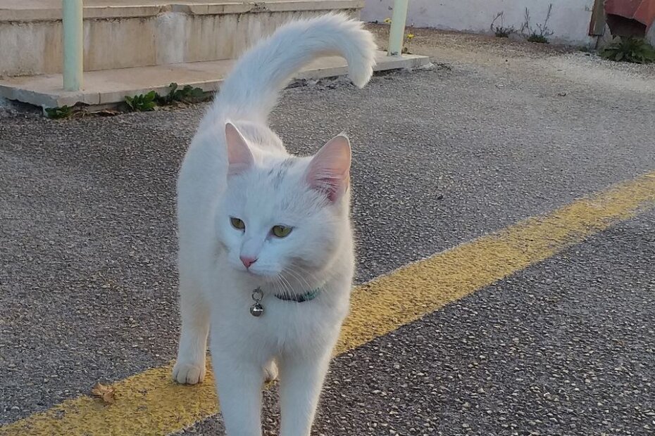 Bijela maca lutala kod Gradskog društva Crvenog križa