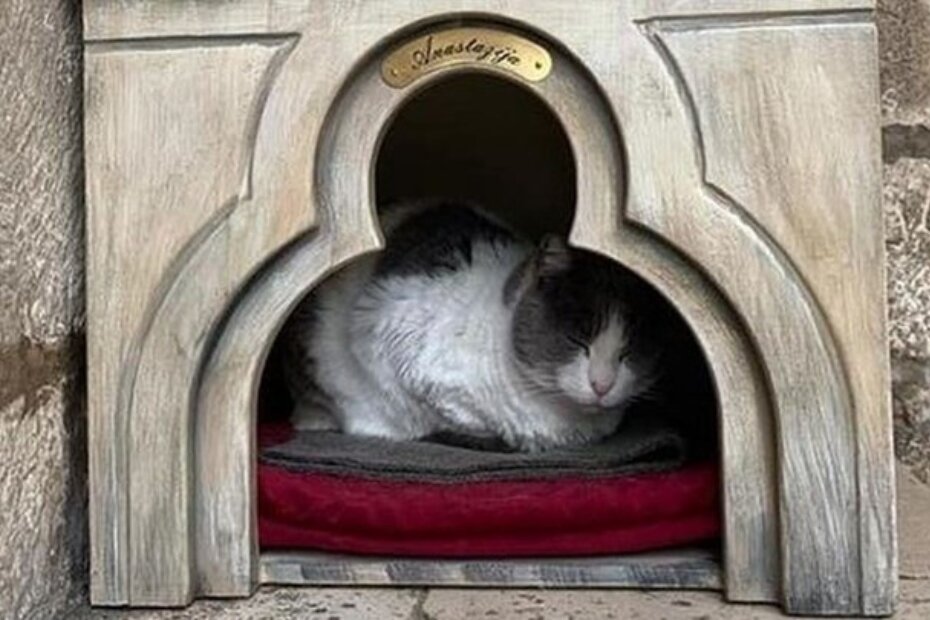 Maca Anastazija, simbol Dubrovnika