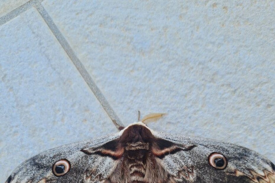 Noćno Paunče (Saturnia pyri) snimljeno u Varvarima kod Poreča