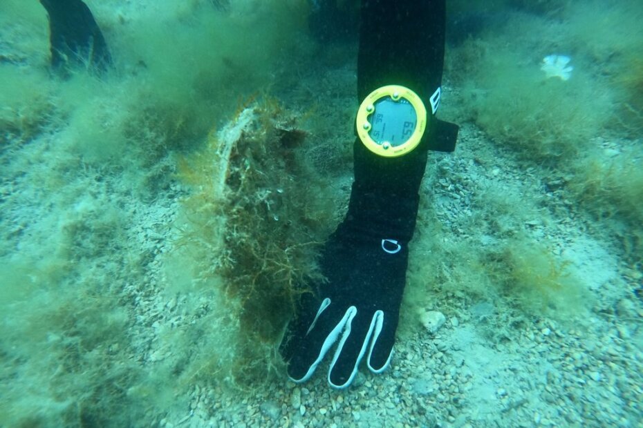 Plemenita periska DIZ