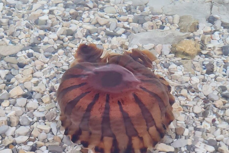 Lijepa, ali opasna kompas meduza