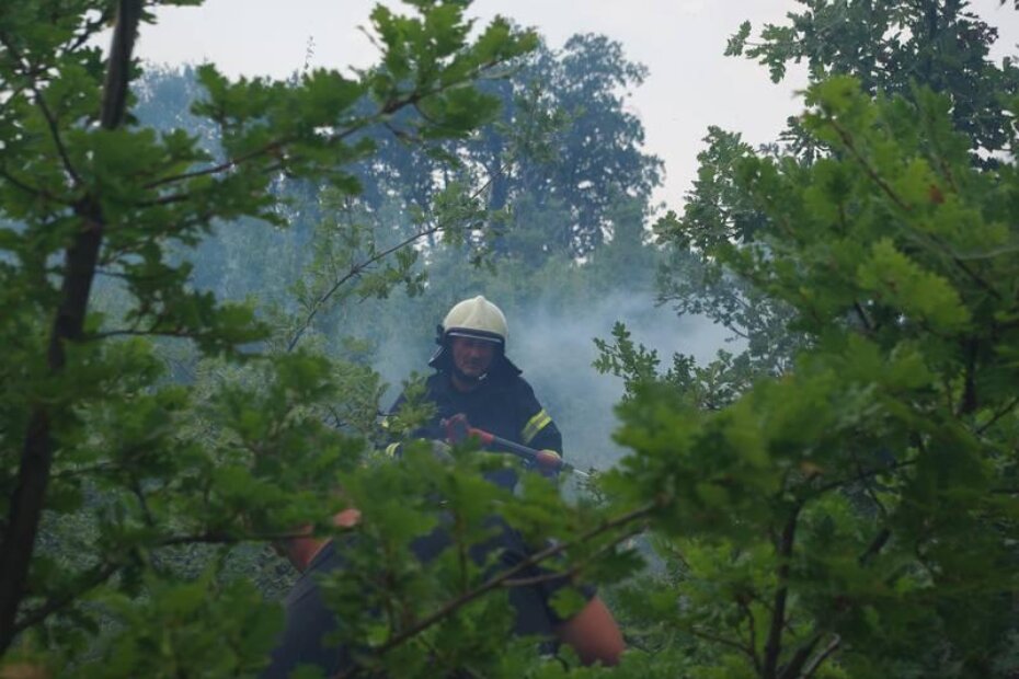 Šumski požar (Ilustracija)