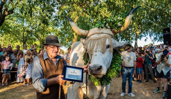Na 32. Jakovlji oboren rekord – najteži vol teži 1.420 kg