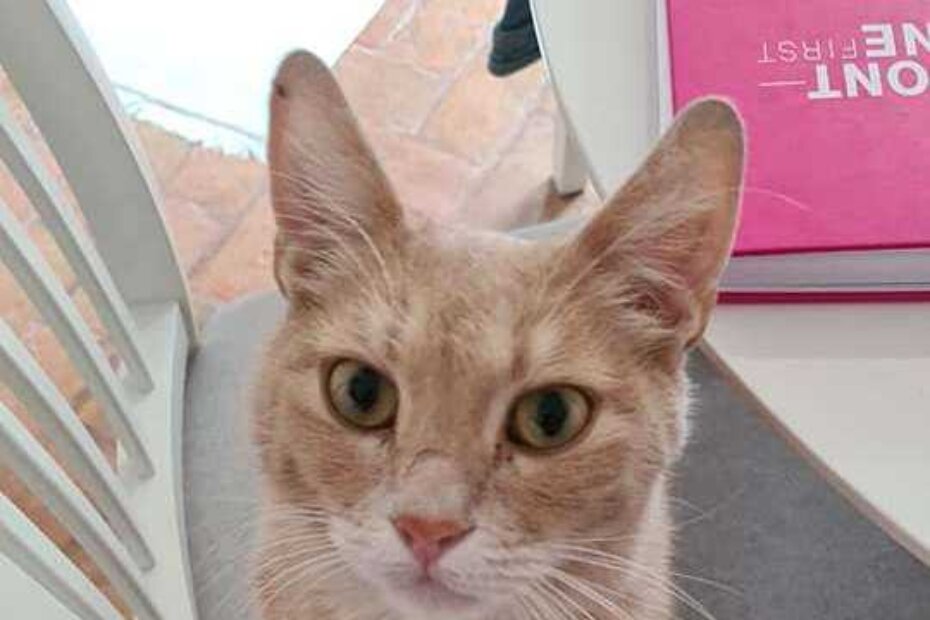 Jeste li vidjeli Simbu?