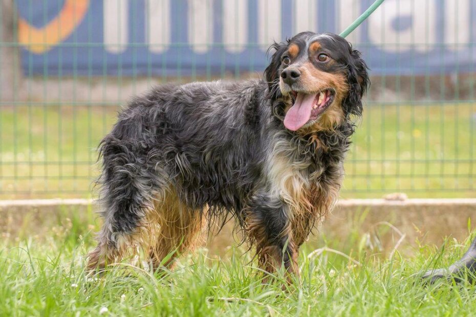 Prihod od prodanih slika bit će iskorišten za zbrinjavanje životinja
