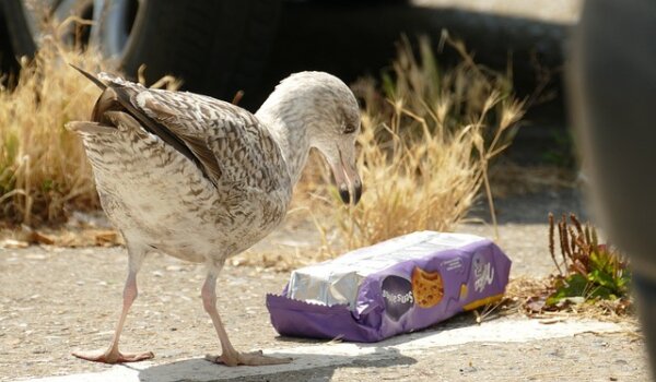 U Vrsaru besplatne radionice na temu "Jedi zdravo, čuvaj plavo"