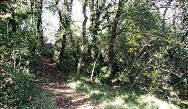 Zaradio kaznenu prijavu zbog ilegalne sječe 50 kubika drva