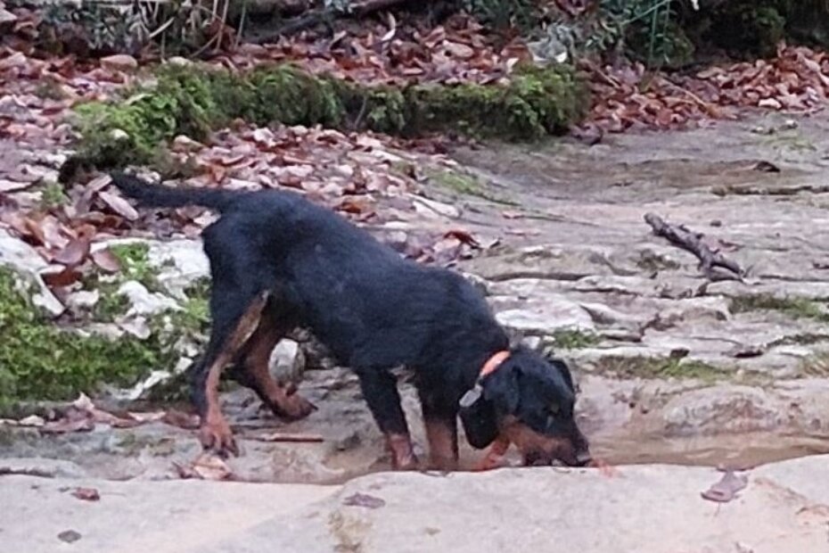 Odlutao pas