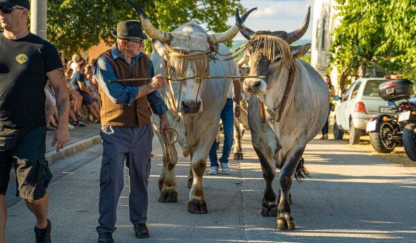 Ove subote u Kanfanaru Jakovlja i Smotra istarskih volova - boškarina