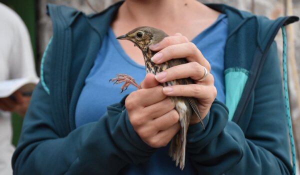 Poziv na Otvoreni dan za posjetitelje u Ornitološkom kampu Učka