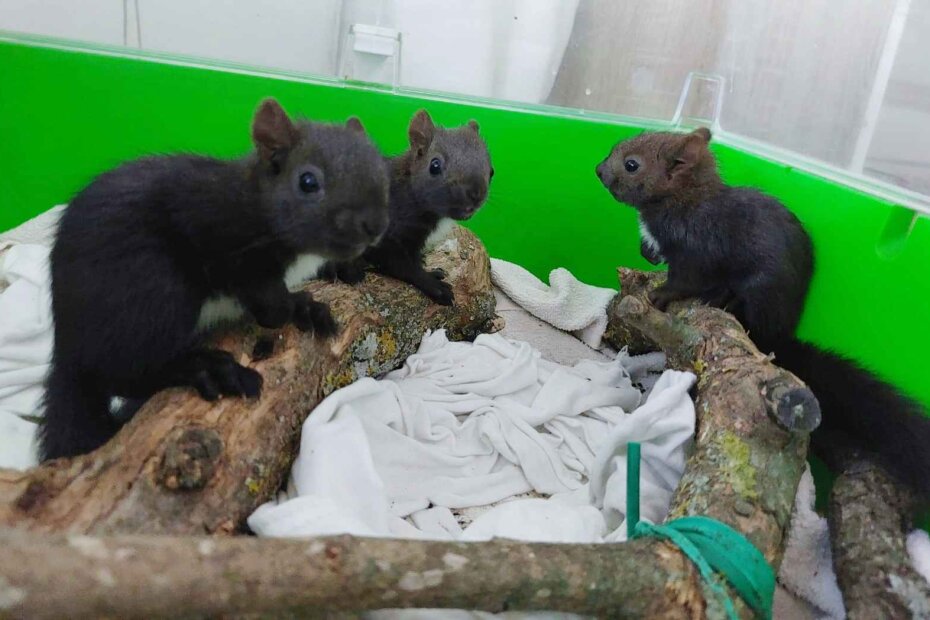 Bim, Bum i Bam, porečke vjeverice